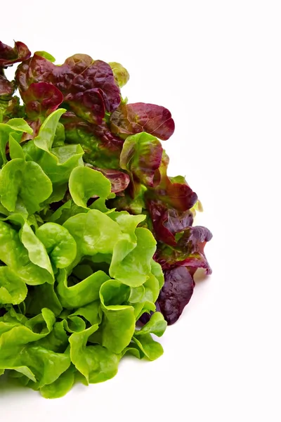 Salat gruen und rot — Stock Photo, Image