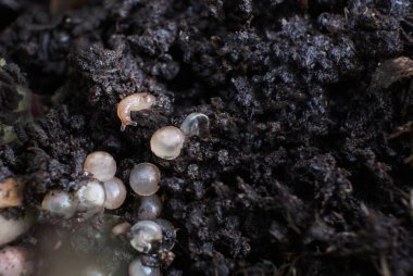 Salyangoz yumurta bebek slug - Schneckeneier mit Babyschnecke ile