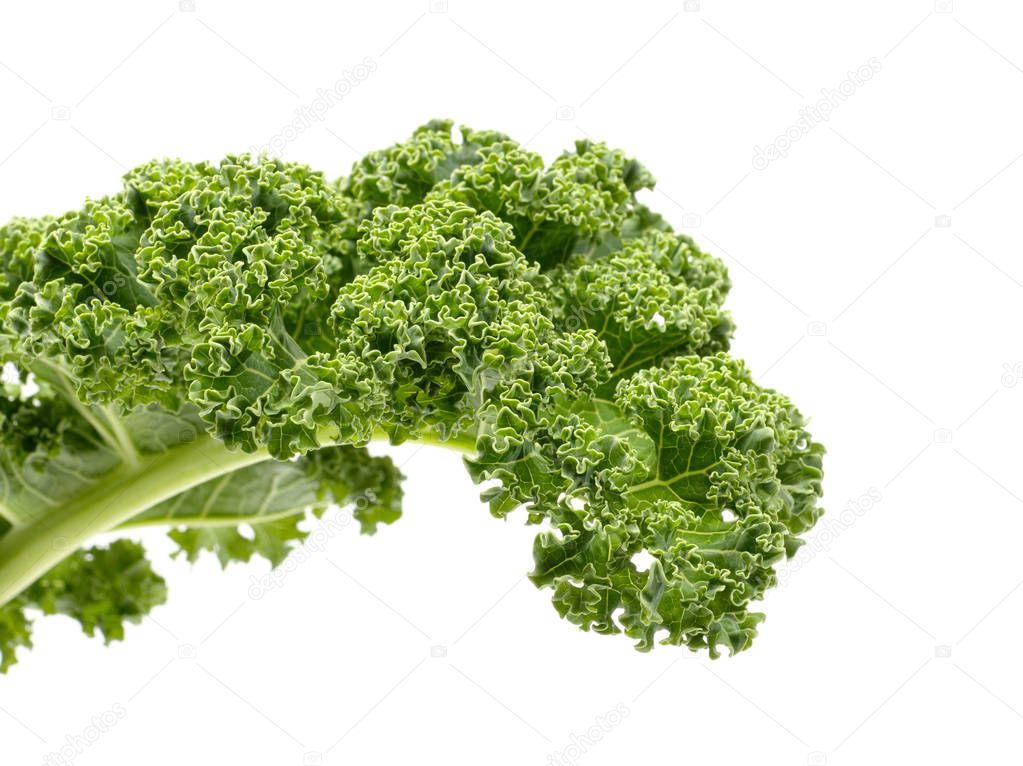 Gruenkohl , Kale, Green cabbage halbprofil