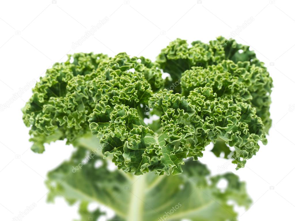 Gruenkohl , Kale, Green cabbage frontal