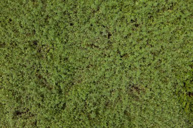 Üstten görünüm yeşil arka planını kekik portre