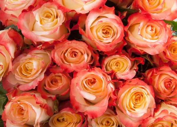 Hermoso fondo floral hecho de delicadas rosas amarillas, rosadas y rojas con pétalos húmedos — Foto de Stock