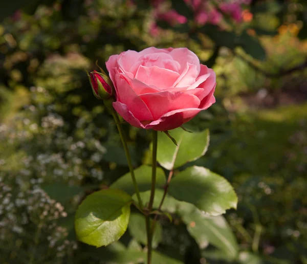 Delicate soft pink rose with a red bud front view on blooming floral soft colorful background in the garden at sunny summer day