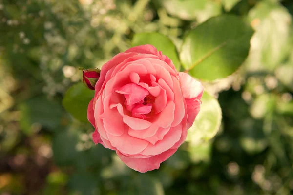 Delicate soft pink rose with a red bud top view on blooming floral soft background in the garden at sunny summer day