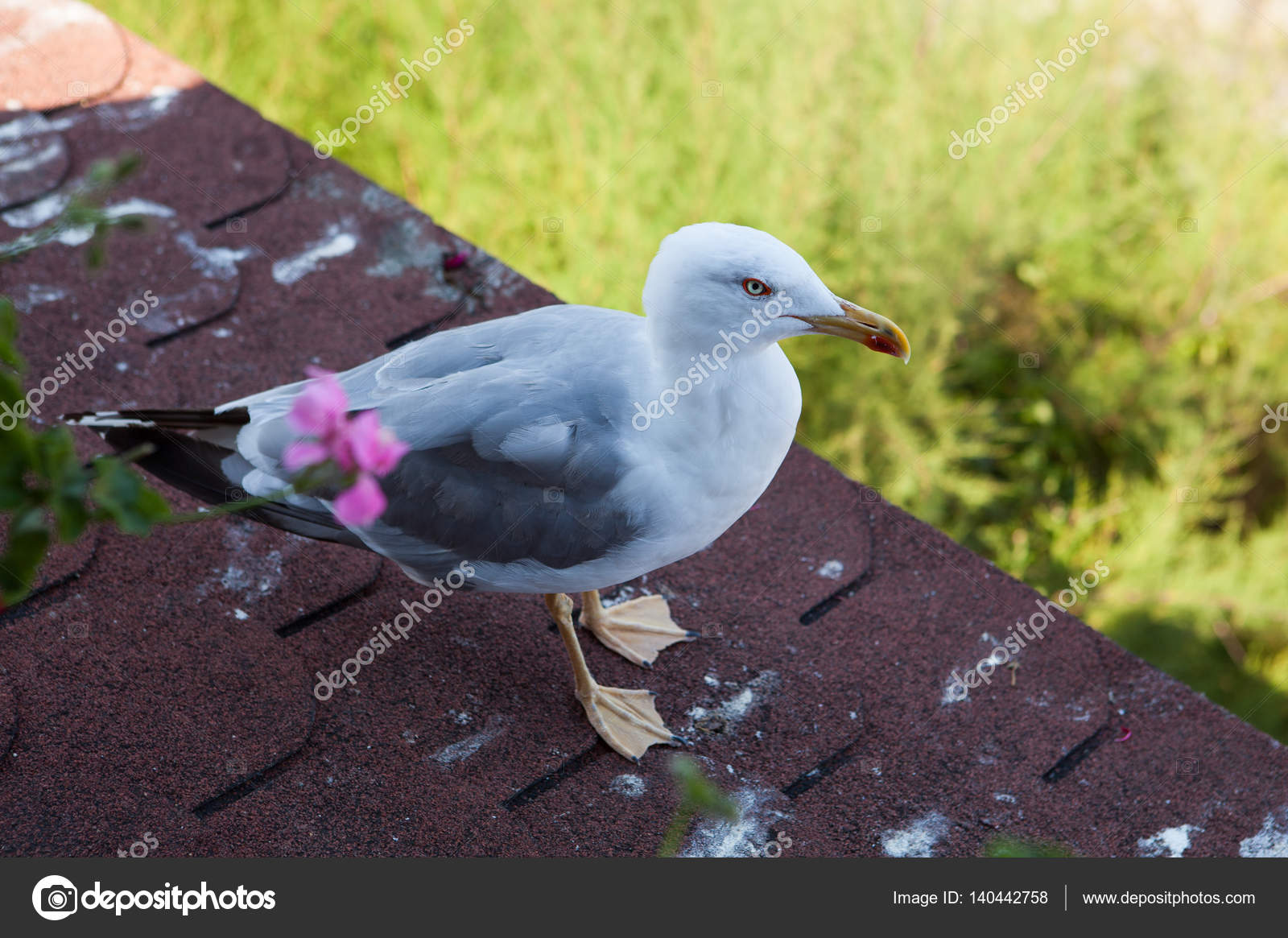 Leuropéen Le Goéland Argenté Larus Argentatus Un Grand