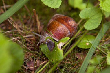Bordo salyangoz (Helix pomatia, Roma salyangoz) çizilmiş kabuk kahverengi ve gri ile vücut ormandaki yeme yeşil yaprak yaz gününde