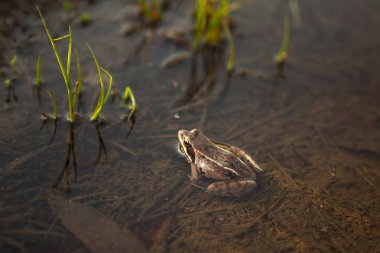 Avrupa çim kurbağa su