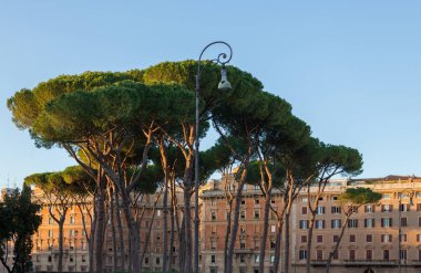 Arka planda Rönesans binası ile Roma caddesinde altın akşam güneşi tarafından yaktı güzel Güney ağaçları