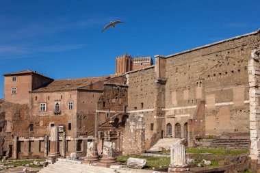 Trajan'ın Pazar kalıntıları üzerinde uçan martı
