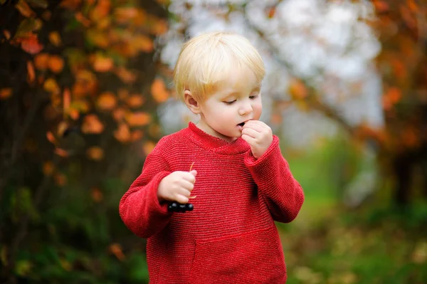 Toddler chłopiec zbieranie czarne porzeczki w ogrodzie — Zdjęcie stockowe