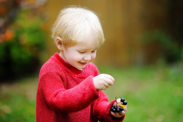 Peuter jongen zwarte aalbessen plukken in de tuin — Stockfoto