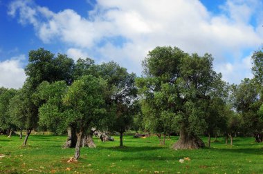 İtalya güzel zeytin ağaçları