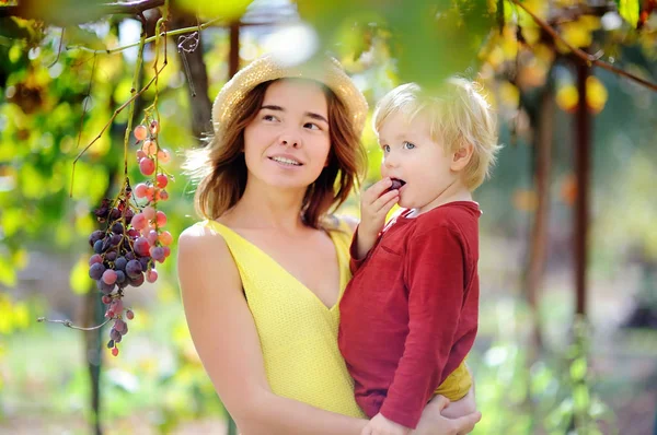 Joven hermosa niña y pequeño niño recogiendo uva suave en el día soleado en Italia — Foto de Stock