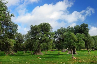 Zeytin ağaçları ve alanları İtalya