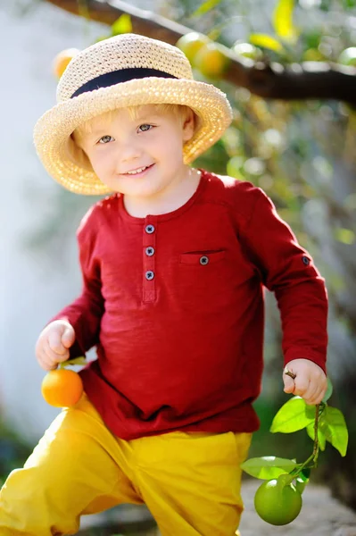 Ładny mały chłopiec w słomkowy kapelusz, zbierając świeże mandarynki dojrzałe w słoneczny ogród mandarynki we Włoszech — Zdjęcie stockowe
