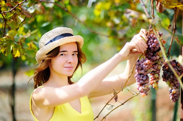 Junges schönes Mädchen pflückt weiche Trauben an sonnigen Tagen in Italien — Stockfoto