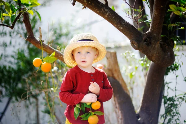 Sevimli küçük çocuk olgun taze mandalina İtalya güneşli mandalina ağacı bahçede malzeme çekme hasır şapkalı — Stok fotoğraf