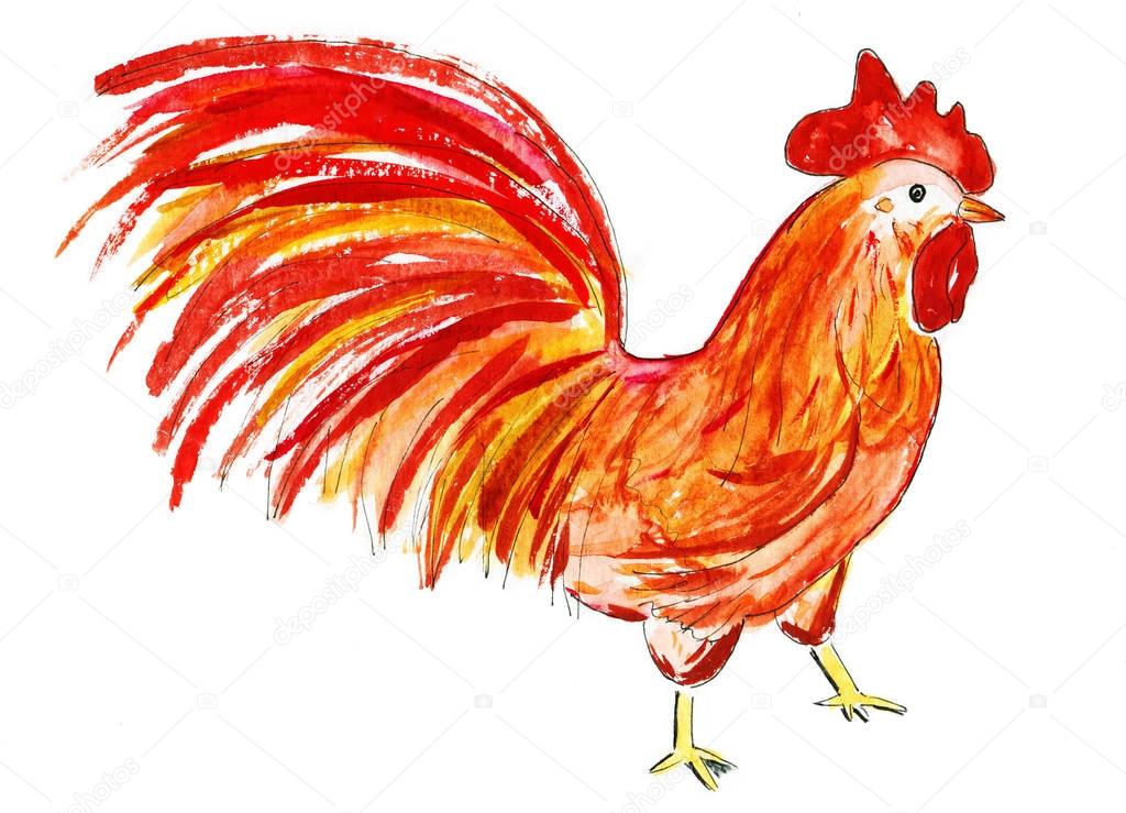Domestic bird. Sketch style. Watercolor illustration of multicolor rooster on white background