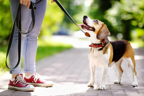 Jovem mulher com cão Beagle no parque — Fotografia de Stock
