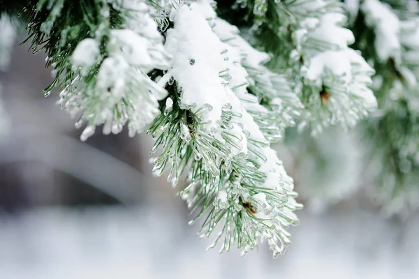 Snow-covered pine trees — Stock Photo, Image