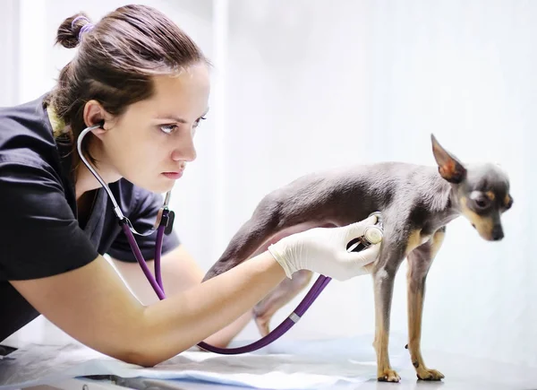 Veteriner Doktor stetoskop kullanarak köpek için hayvan hastalıklarıyla ilgili klinik muayene sırasında — Stok fotoğraf