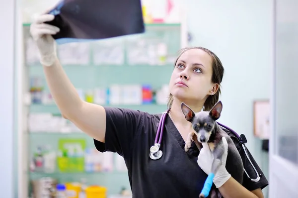 Vrouwelijke dierenarts arts met hond x-ray kijken tijdens het onderzoek in veterinaire kliniek — Stockfoto