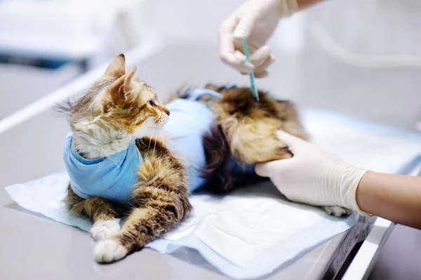 붕대로 고양이 대 한 주입을 주는 동물 의사 — 스톡 사진
