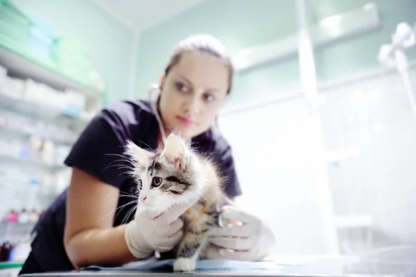 Médico veterinario usando estetoscopio para gato —  Fotos de Stock