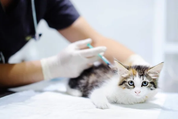 Ветеринарный врач делает укол для котенка — стоковое фото