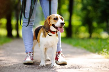 Onun sahibi ile itaatkar pet