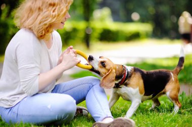 Genç kadın Beagle köpekle oynamayı