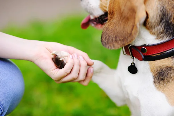 Gehorsames Haustier mit seinem Besitzer, der Pfotenbefehl übt — Stockfoto