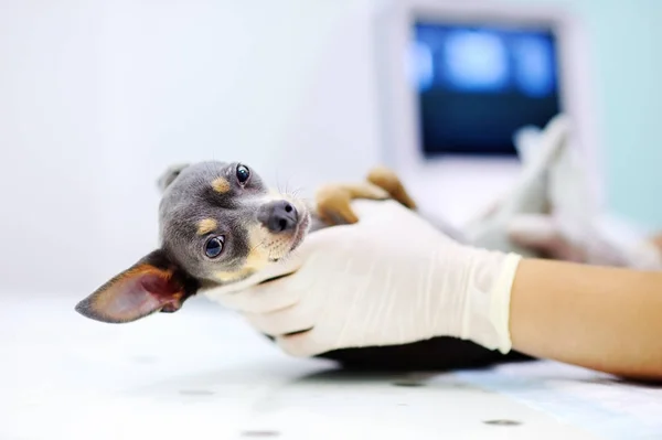 Cão com ultra-som no escritório veterinário — Fotografia de Stock