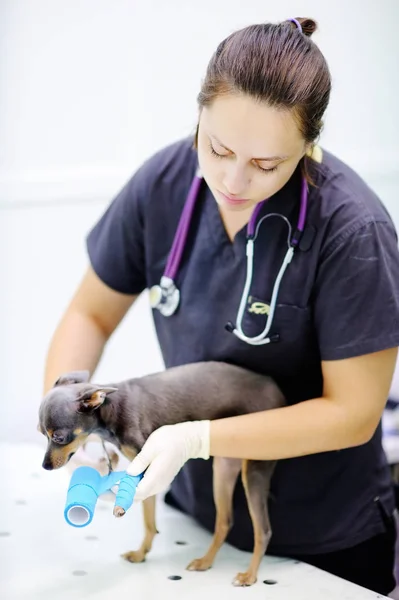 Ženské veterinárního lékaře při práci veterinární klinice — Stock fotografie