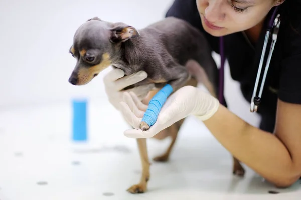 Ženské veterinární lékař při vyšetření na veterinární klinice — Stock fotografie