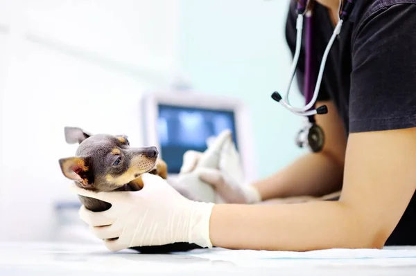Ultrason veteriner ofisi taramak zorunda köpek — Stok fotoğraf