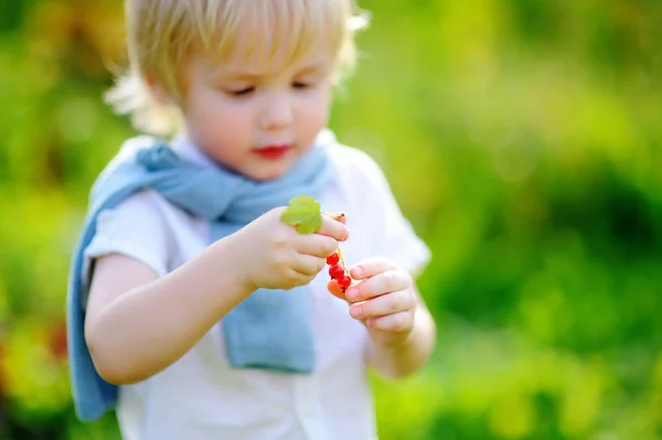 Bambino ragazzo raccogliendo ribes rosso in giardino — Foto Stock