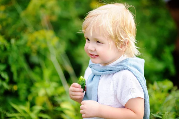 Toddler chłopiec jedzenie świeży ogórek w ogrodzie — Zdjęcie stockowe