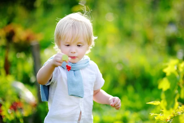 Peuter jongen rode aalbessen plukken in de tuin — Stockfoto