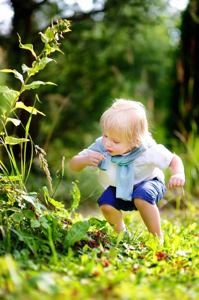 Little child picking sweet wild strawberry in domestic garden — Stock Photo, Image