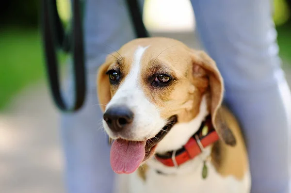 关闭了 Beagle 犬中夏公园的照片 — 图库照片