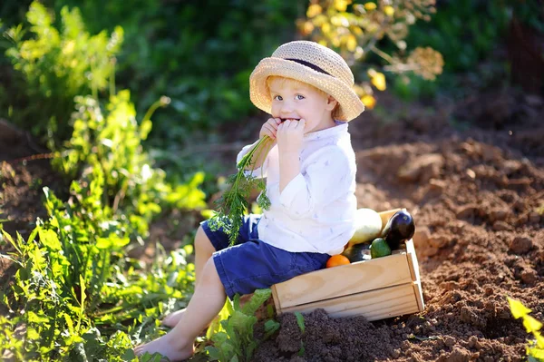 Маленький хлопчик їсть моркву, сидячи на дерев'яній ящику з овочами — стокове фото