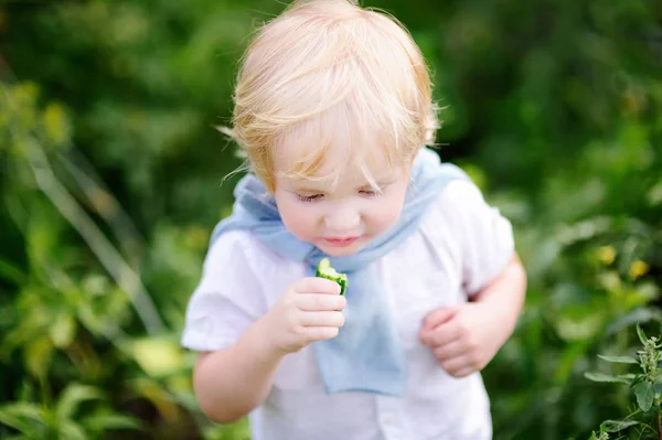 Bambino ragazzo mangiare cetriolo biologico fresco in giardino domestico — Foto Stock