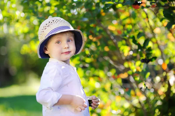 Mignon garçon cueillette cassis dans le jardin — Photo