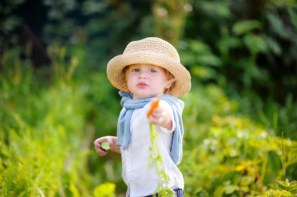 Draguta copil băiat arată morcov proaspăt organic — Fotografie, imagine de stoc
