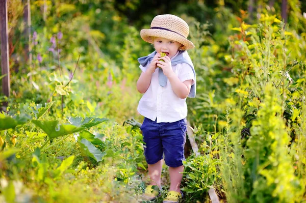 Taze organik salatalık iç bahçede yemek yürümeye başlayan çocuk — Stok fotoğraf