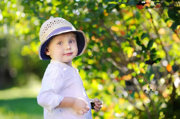 Ładny chłopak zbieranie czarne porzeczki w ogrodzie — Zdjęcie stockowe