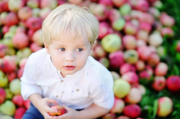 Carino bambino ragazzo mangiare maturo mela in giardino — Foto Stock