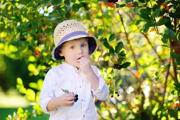 Niño recogiendo grosellas negras en el jardín —  Fotos de Stock