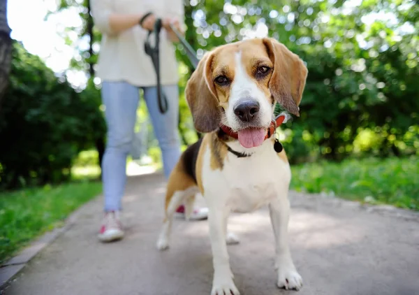 Zdjęcie z młoda kobieta spaceru z psem rasy Beagle w parku lato z bliska — Zdjęcie stockowe